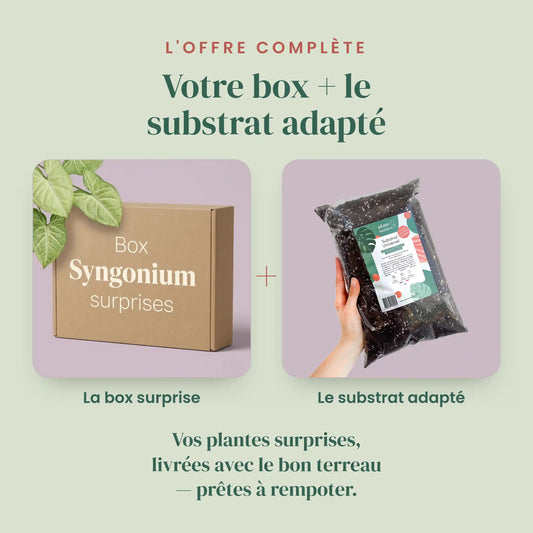 Box Syngonium mystère - Pack Syngonium Surprises