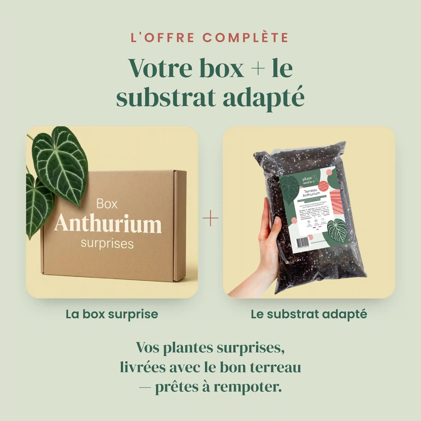 Box Anthurium mystère - Pack Anthurium Surprises