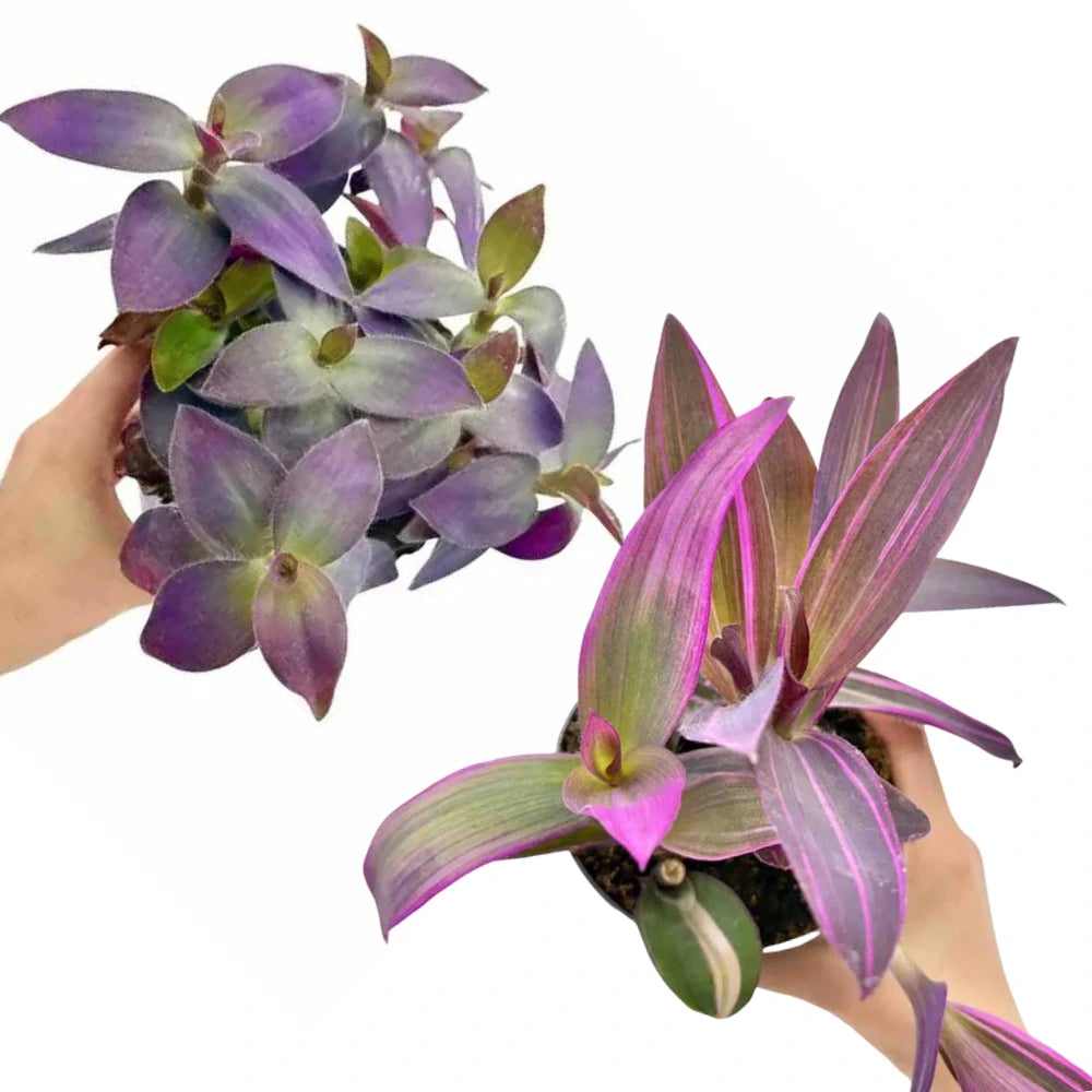 Deux Tradescantia Pallida aux feuillages pourpres et panachés de rose et vert, en pots de culture noirs