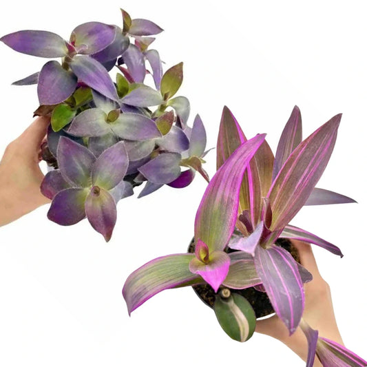 Duo Tradescantia Pallida Purple Heart & Tradescantia Pallida