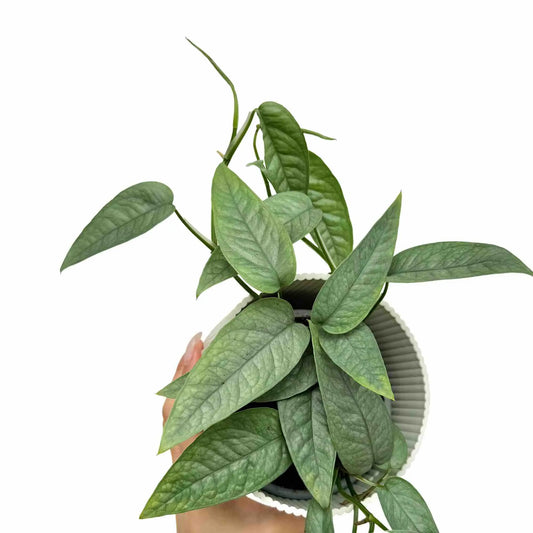 Epipremnum Cebu blue