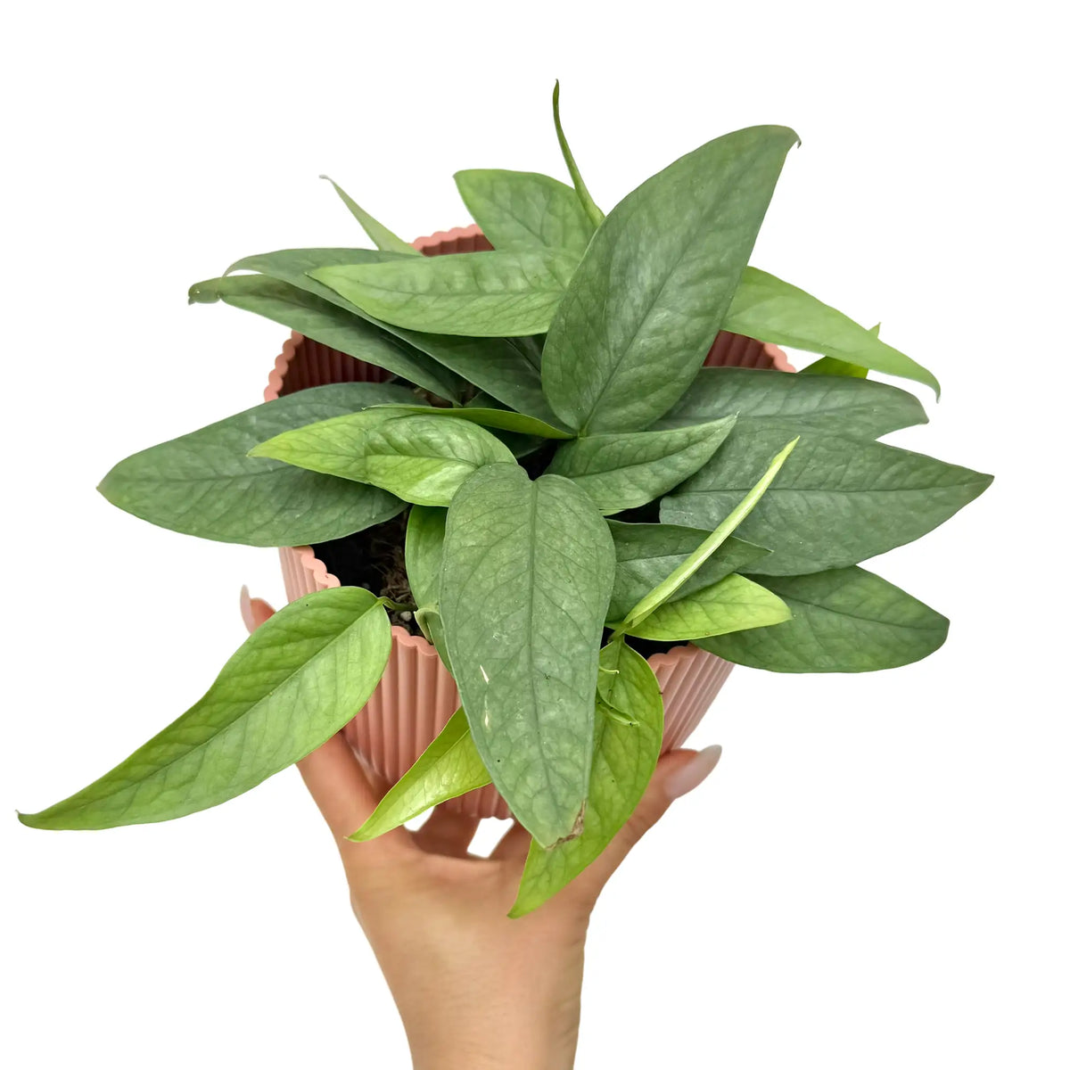 Epipremnum Cebu blue avec des feuilles lancéolées vert-bleu dans un pot strié rose clair