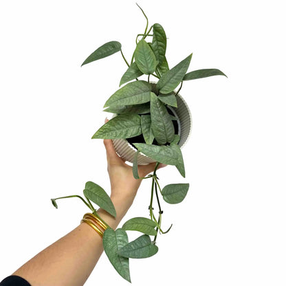 Epipremnum Cebu blue