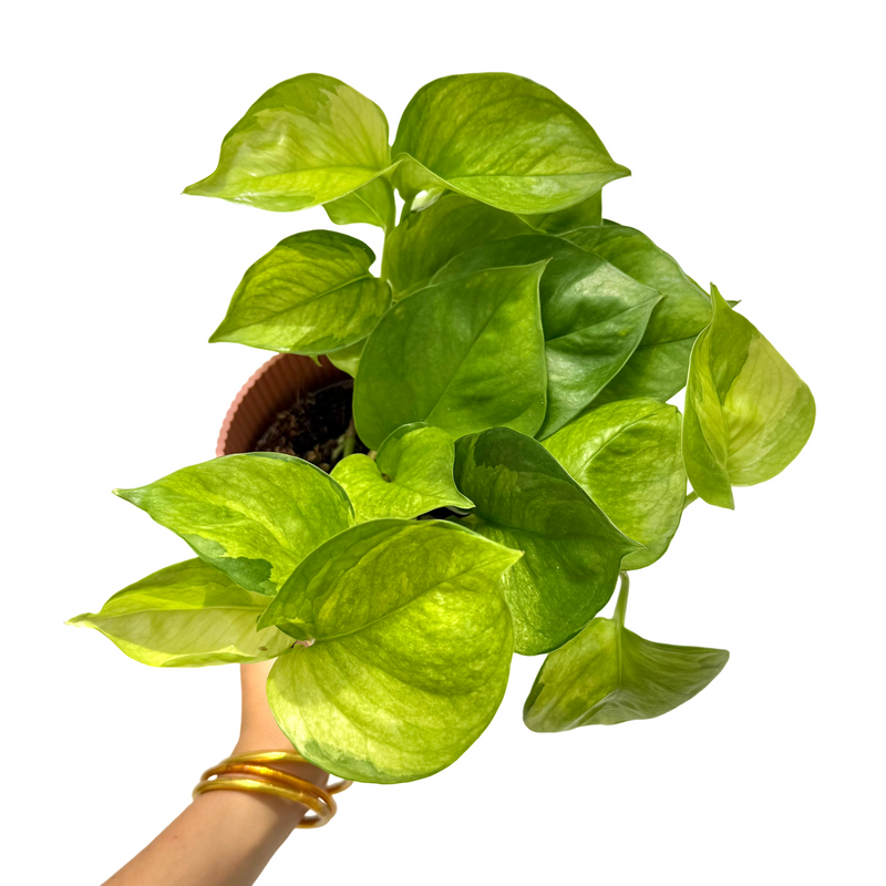 Epipremnum 'Lemon Top'