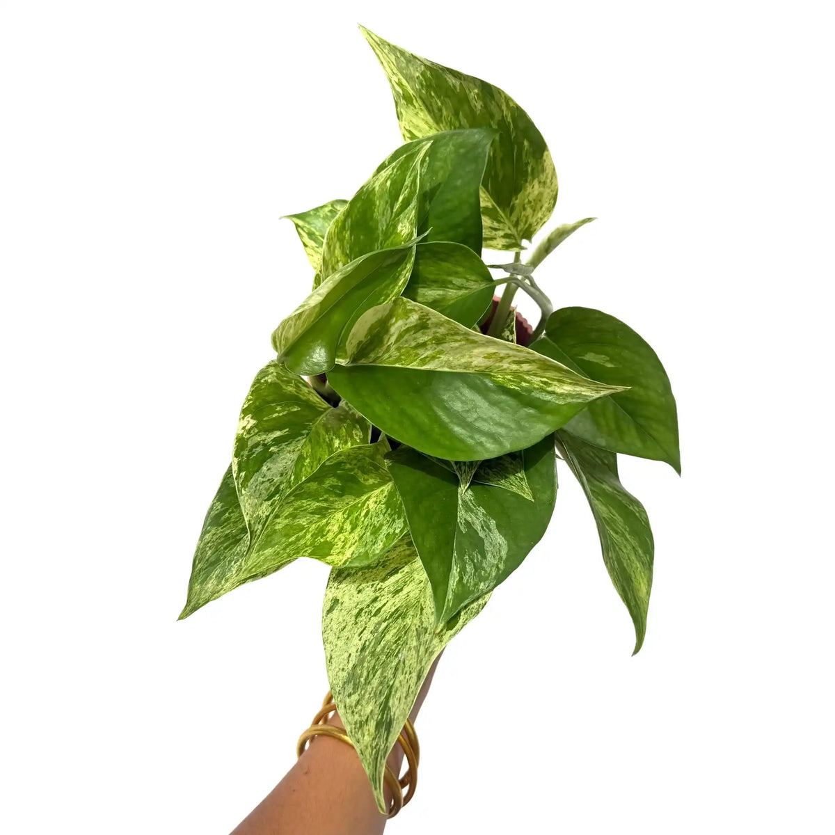 Epipremnum Marble Queen