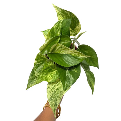 Epipremnum Marble Queen