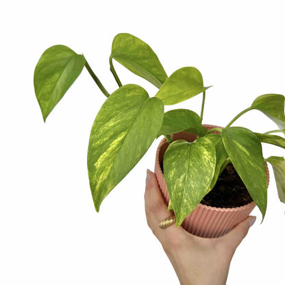 Epipremnum Neon Queen - plantandstories