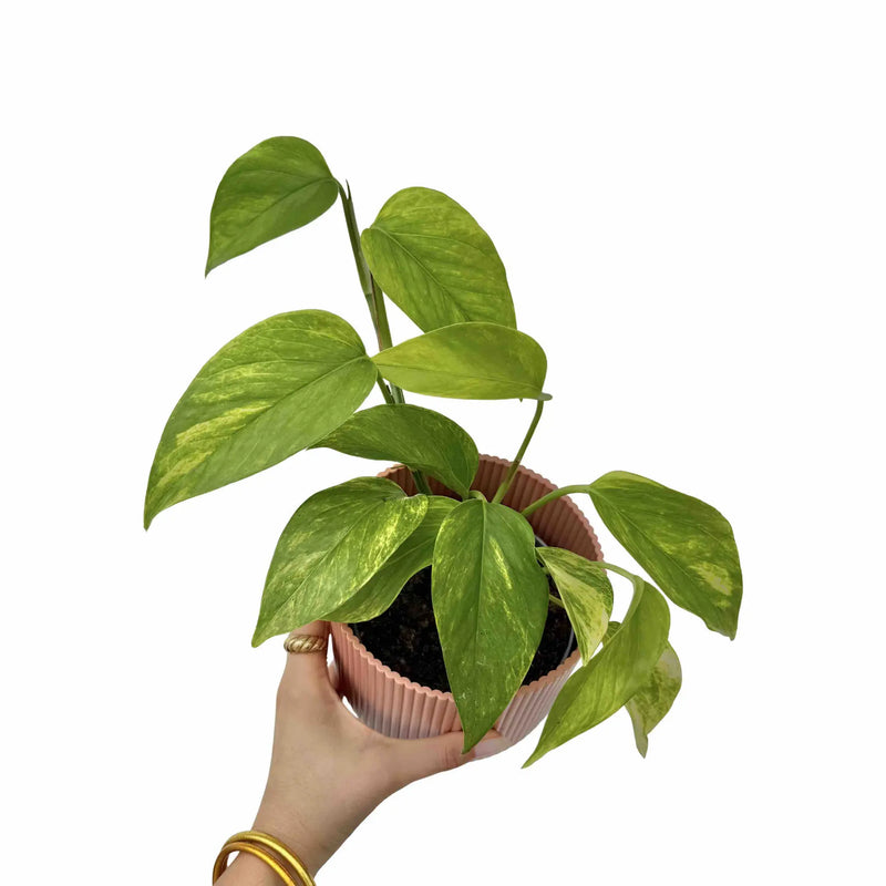 Epipremnum Neon Queen