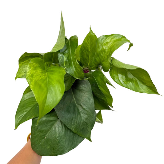 Epipremnum Pinnatum Marble Green aux grandes feuilles vertes foncees et vert clair marbrees sur fond blanc