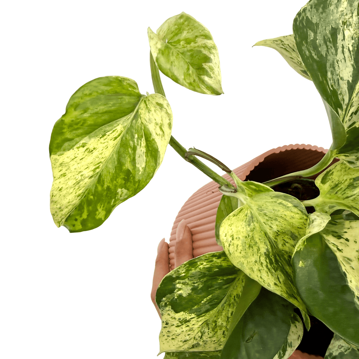 Epipremnum 'Snow Leopard' avec son feuillage panaché vert clair et jaune crème, planté dans un pot strié rose poudré