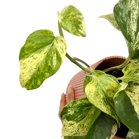 Epipremnum 'Snow Leopard'