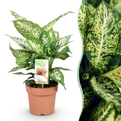 Un Dieffenbachia Compacta luxuriant dans un pot de 17cm, au feuillage panaché de vert foncé et de crème clair