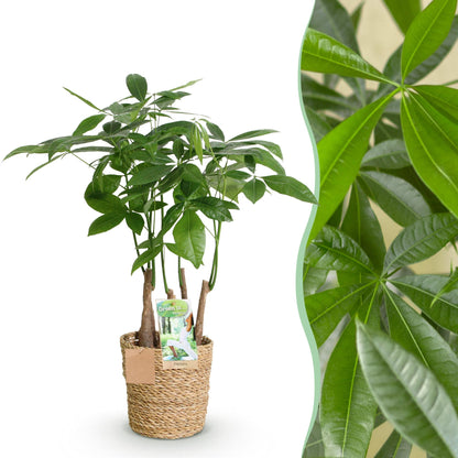 Pachira Aquatica Multi Stam Arbre A Argent, pot de 17cm