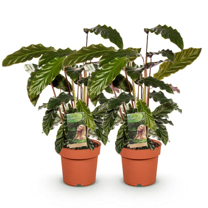 Deux Calathea Rufibarba luxuriants dans leurs pots de culture en terre cuite, avec leurs longues feuilles vertes ondulées