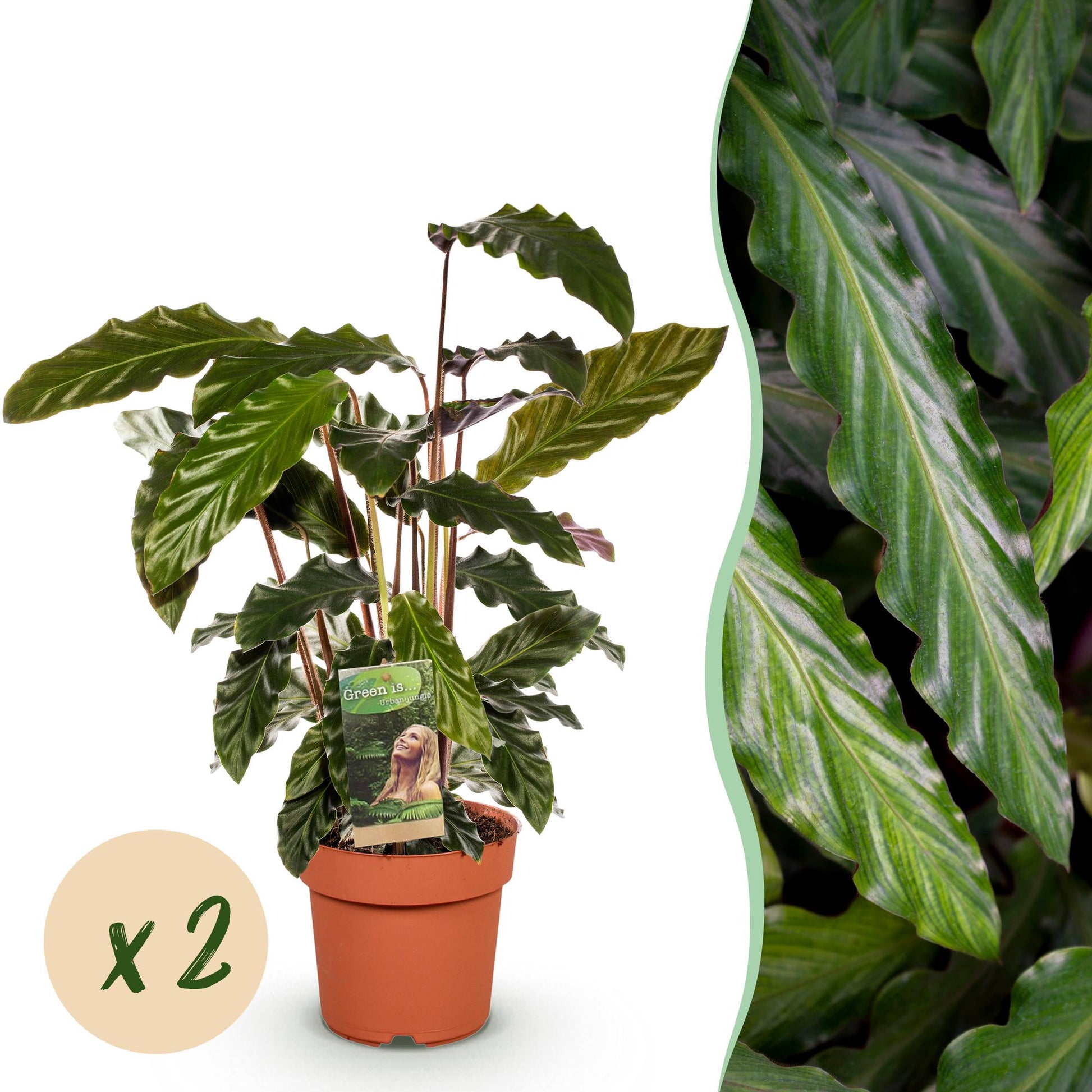 Un Calathea Rufibarba au feuillage ondulé vert foncé, présenté dans son pot de culture de 17cm, sans cache-pot