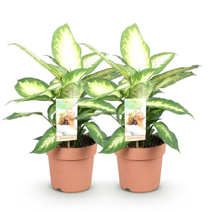 Deux Dieffenbachia Camilla aux larges feuilles vertes et jaunes marbrées dans des pots de culture en plastique terracotta