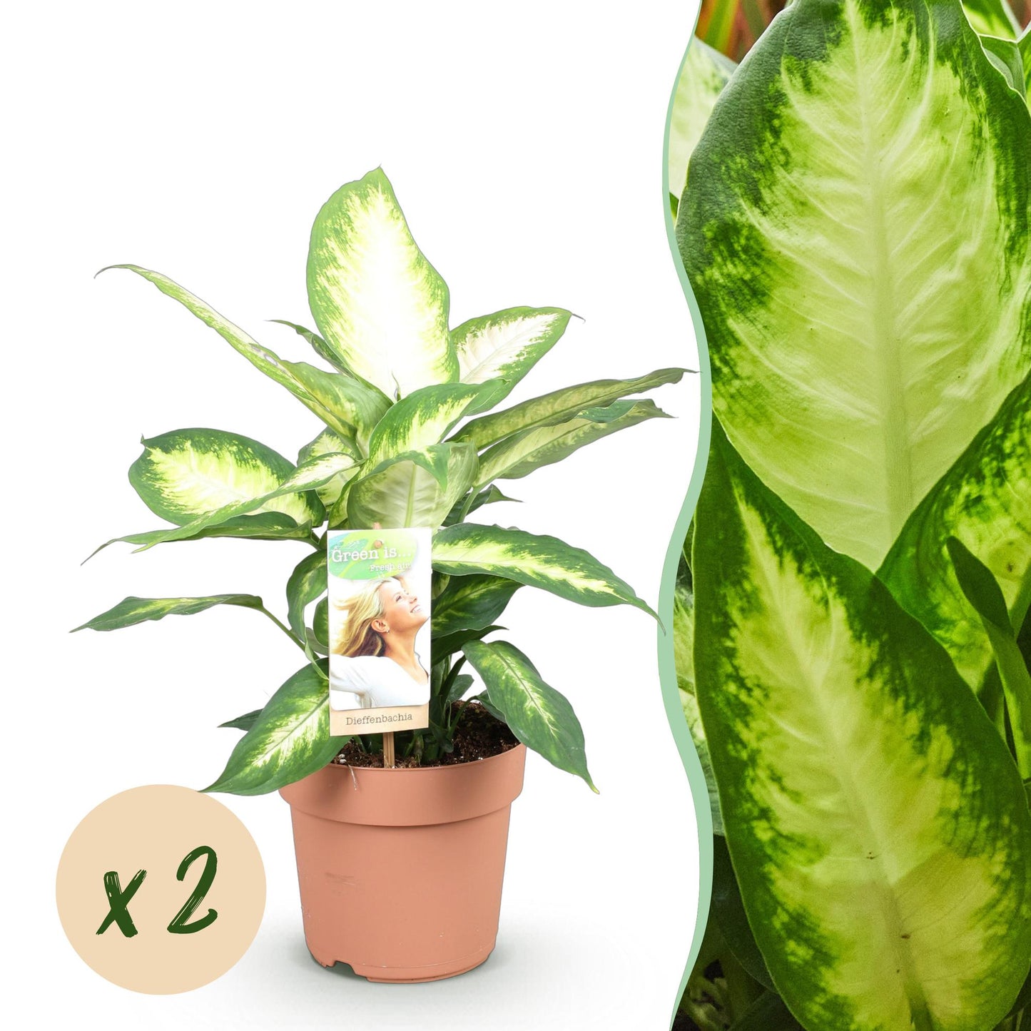 Un Dieffenbachia Camilla vert et crème dans son pot de culture en plastique marron avec un zoom sur ses grandes feuilles panachées