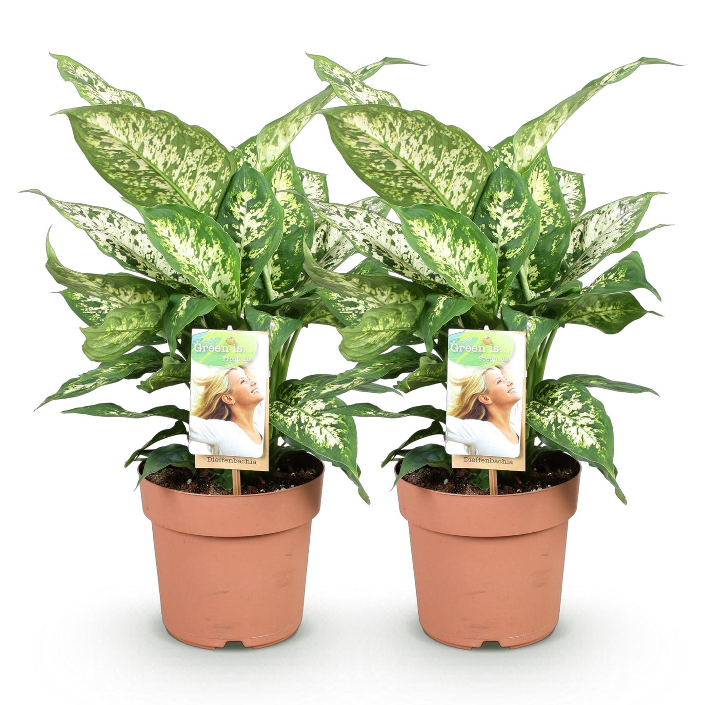 Deux dieffenbachias compactas aux larges feuilles vertes panachées de blanc, dans des pots de culture marron