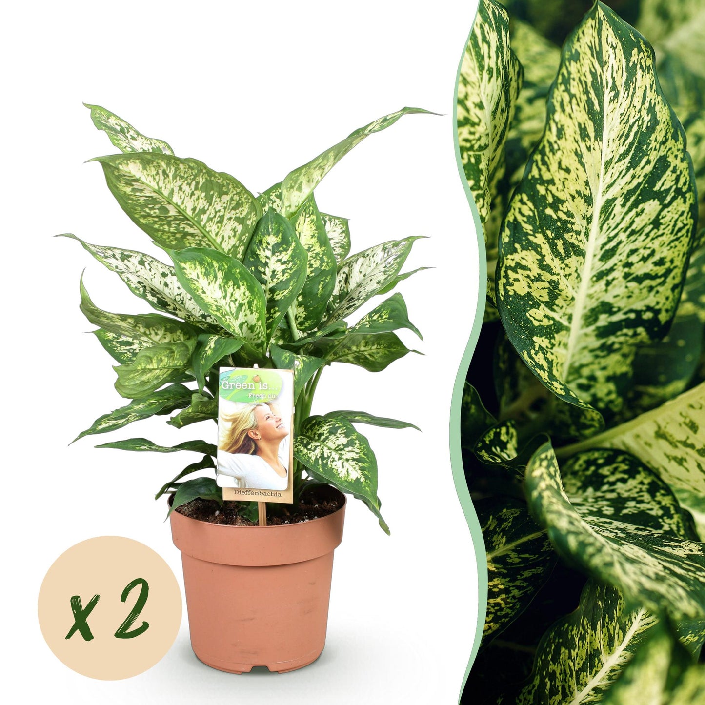 Un Dieffenbachia Compacta luxuriant avec son feuillage panaché de vert foncé et de blanc crème, présenté dans un pot de culture terracotta