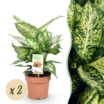 Un Dieffenbachia Compacta luxuriant avec son feuillage panaché de vert foncé et de blanc crème, présenté dans un pot de culture terracotta