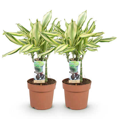 Deux dracaena fragrans Diamond Dream aux feuilles vertes et crème panachées, plantés dans des pots de terre cuite