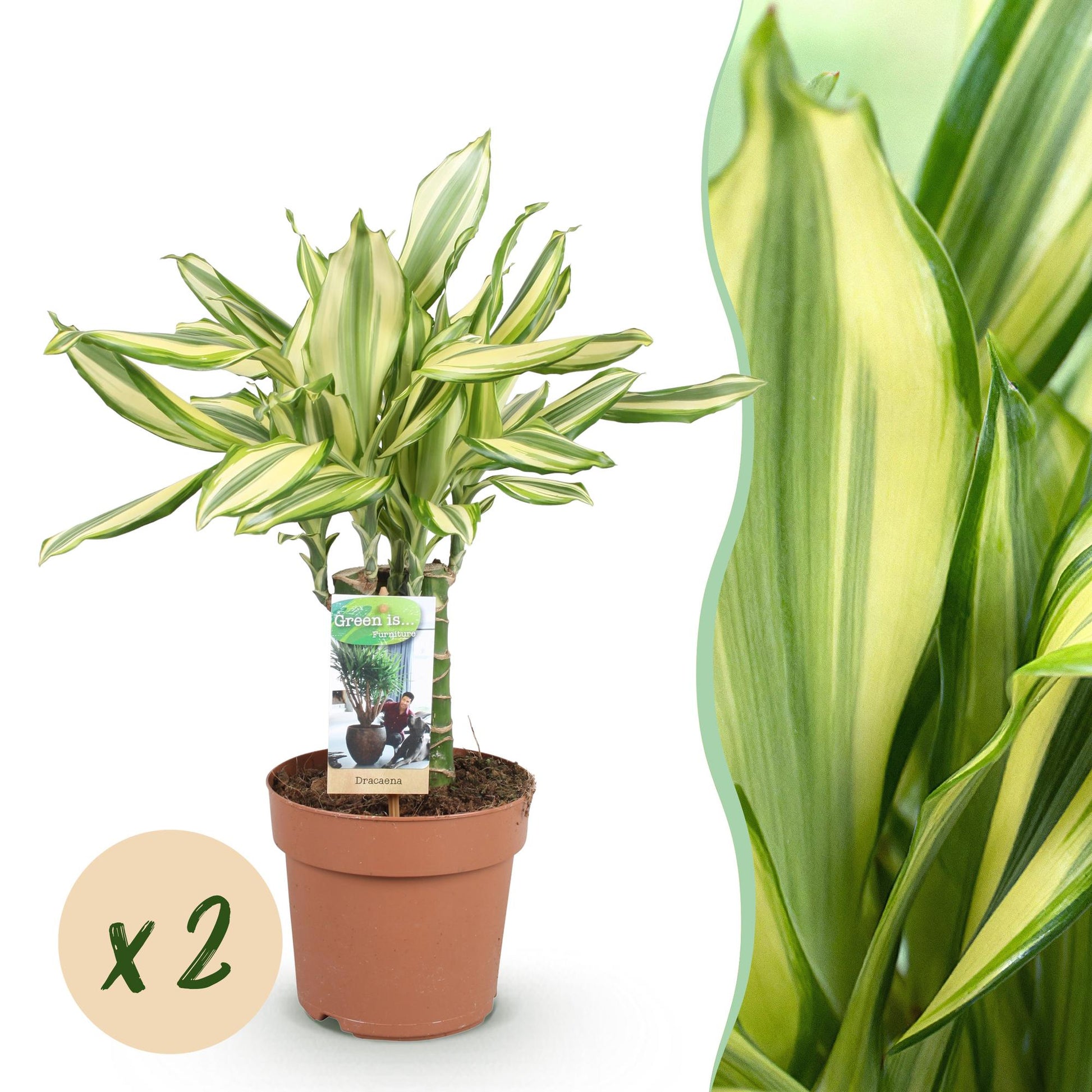 Un Dracaena fragrans Diamond Dream lumineux avec ses feuilles panachées vert clair et jaune crème dans un pot en terre cuite marron