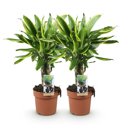 Deux dracaenas fragrans Golden Coast aux feuilles panachées de vert foncé et de jaune clair dans des pots en terre cuite