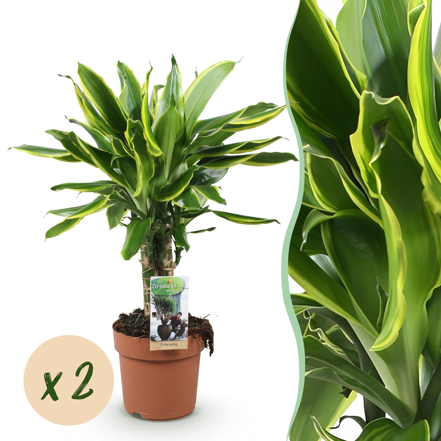 Un Dracaena fragrans Golden Coast avec un feuillage panaché vert foncé et jaune vif, dans son pot de culture