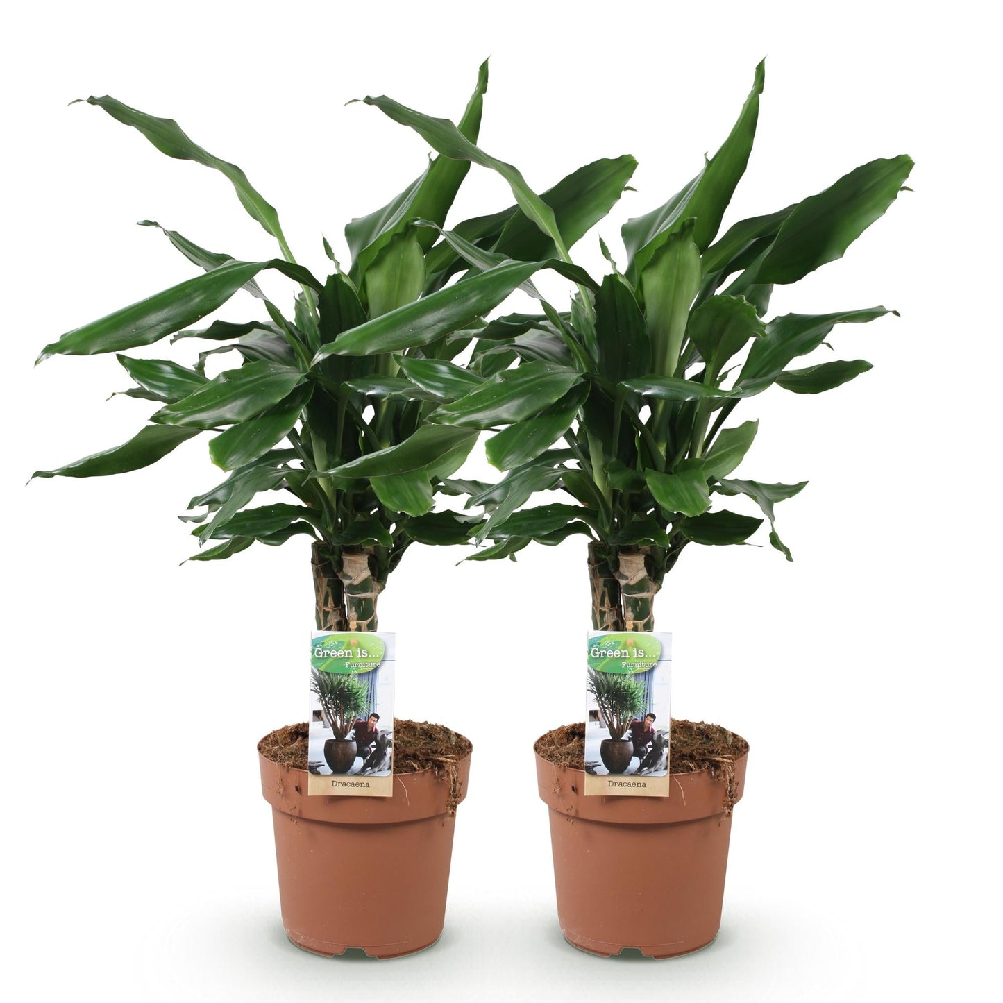 Deux dracaena fragrans Steudneri avec un feuillage vert brillant, chacun dans un pot de culture marron classique