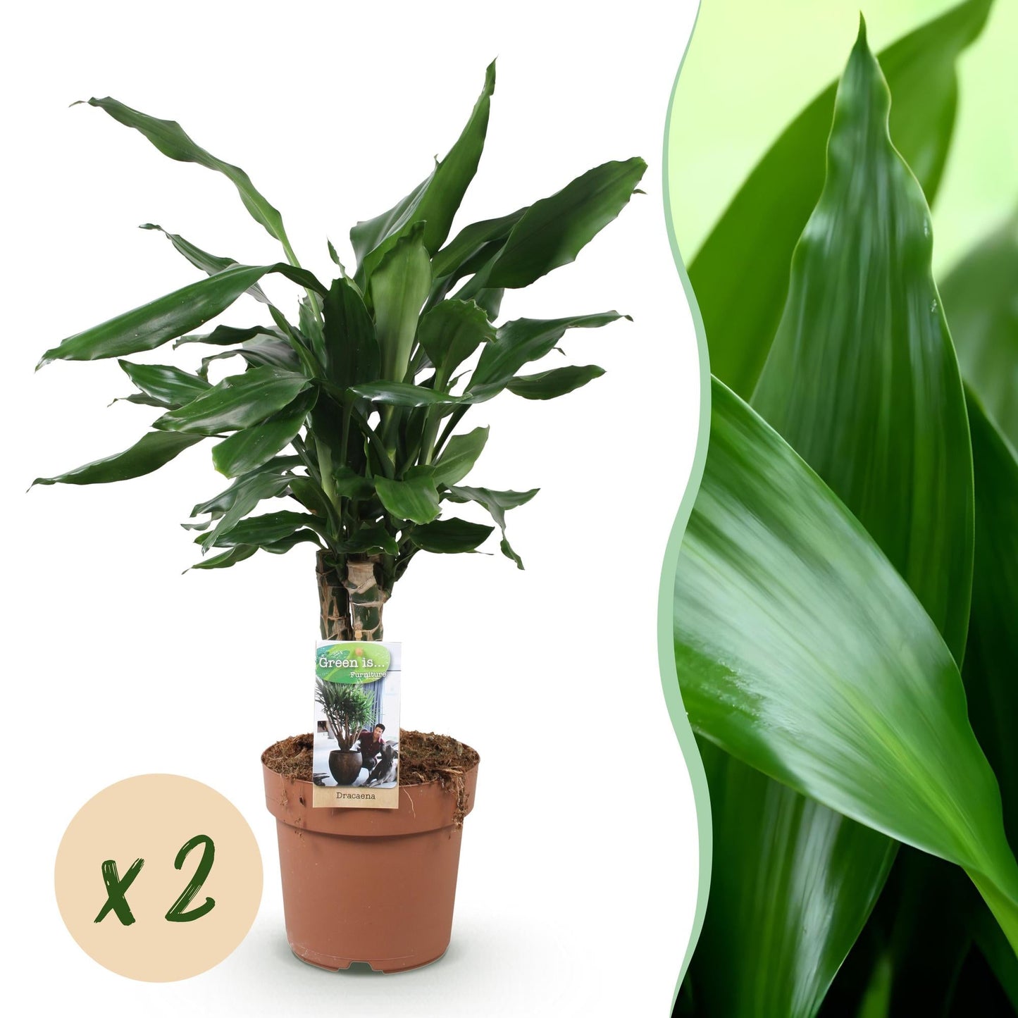 Un Dracaena fragrans Steudneri aux feuilles vert foncé lustrées, en pot de culture marron
