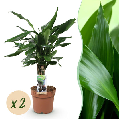 Un Dracaena fragrans Steudneri aux feuilles vert foncé lustrées, en pot de culture marron