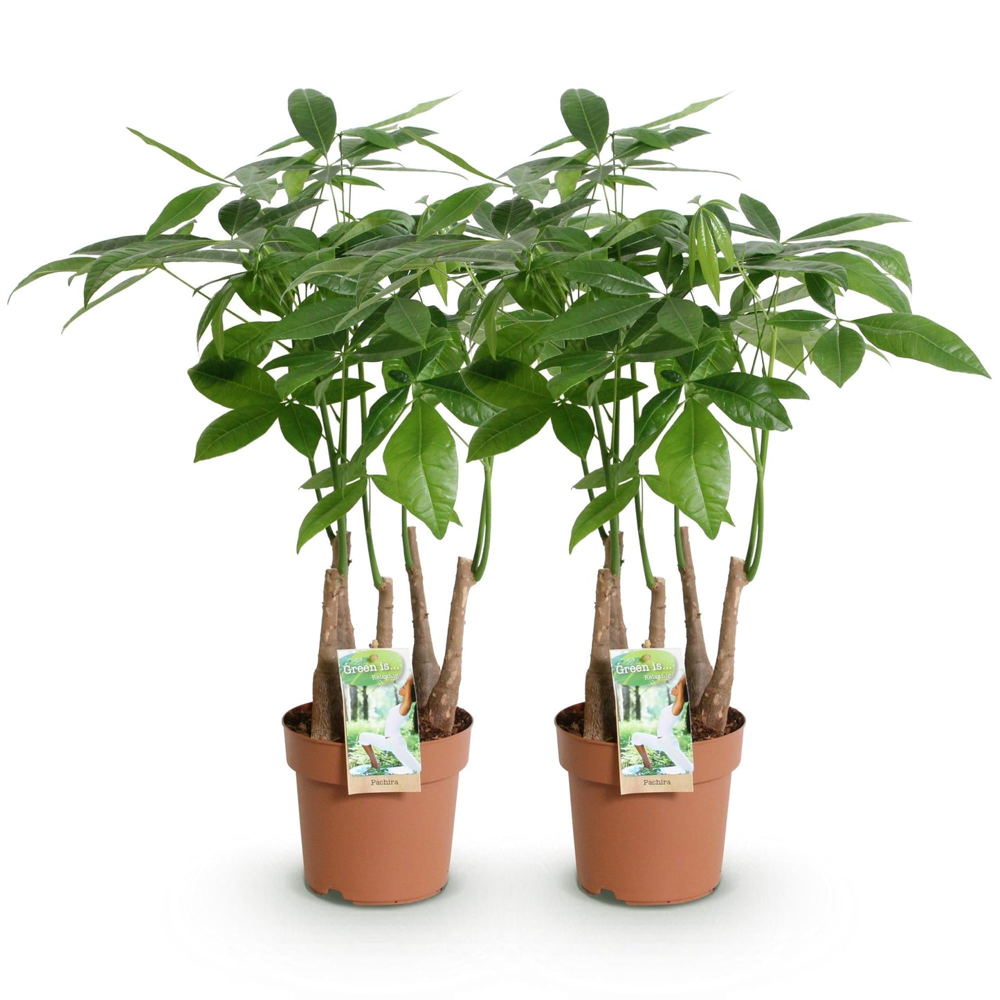 Deux Pachira Aquatica dans des pots bruns, avec leurs troncs tressés et leur feuillage vert vif et luxuriant