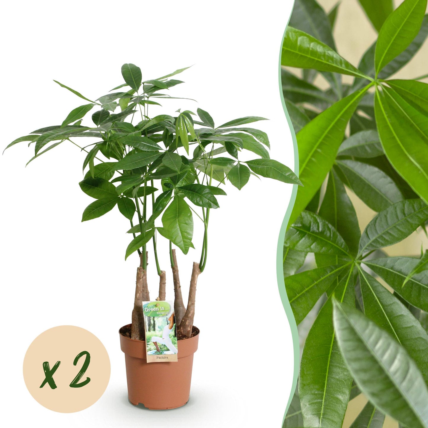 Un Pachira Aquatica multi tronc dans son pot de culture marron, avec un feuillage vert luxuriant et dense