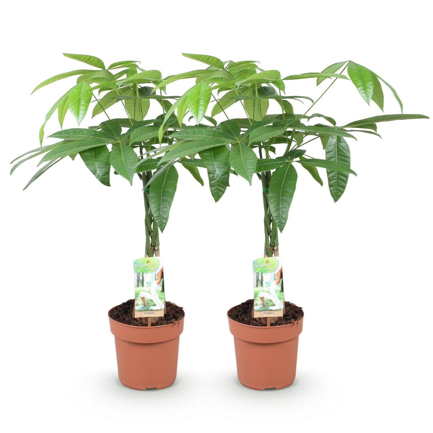Deux plantes Pachira Aquatica avec des troncs tressés et des feuilles vertes luxuriantes dans des pots en terre cuite
