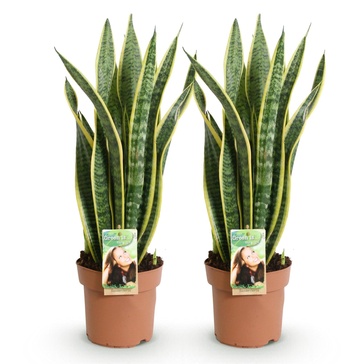 Deux pots de Sansevieria Laurentii aux longues feuilles vertes bordées de jaune, sur fond blanc