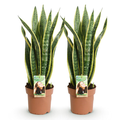 Deux pots de Sansevieria Laurentii aux longues feuilles vertes bordées de jaune, sur fond blanc