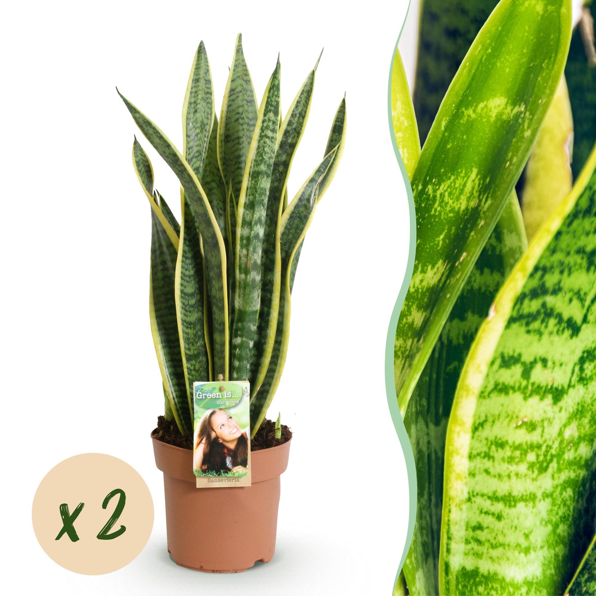 Une élégante Sansevieria Laurentii en pot de pépinière marron, avec ses feuilles verticales vertes et bordures jaunes caractéristiques