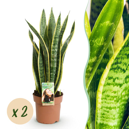Une élégante Sansevieria Laurentii en pot de pépinière marron, avec ses feuilles verticales vertes et bordures jaunes caractéristiques