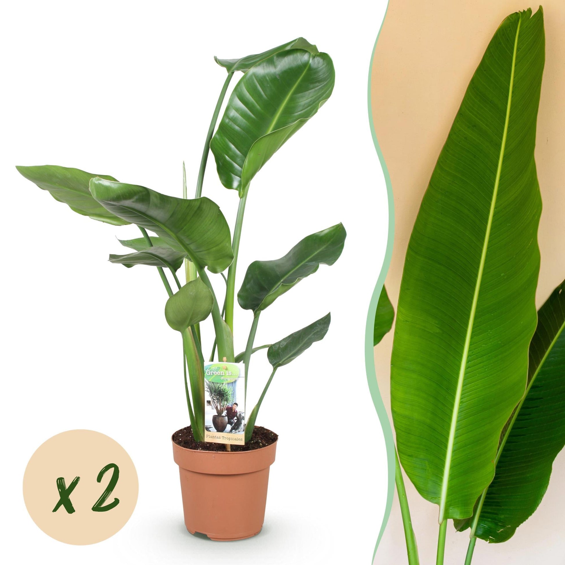 Grande plante Strelitzia Nicolai avec de larges feuilles vertes brillantes, présentée dans un pot de culture en terre cuite marron