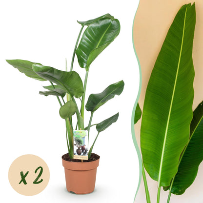 Grande plante Strelitzia Nicolai avec de larges feuilles vertes brillantes, présentée dans un pot de culture en terre cuite marron