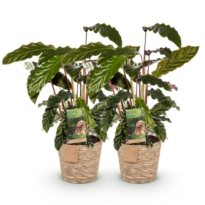Deux Calathea Rufibarba avec un feuillage vert foncé ondulé, dans des cache-pots tressés en fibres naturelles