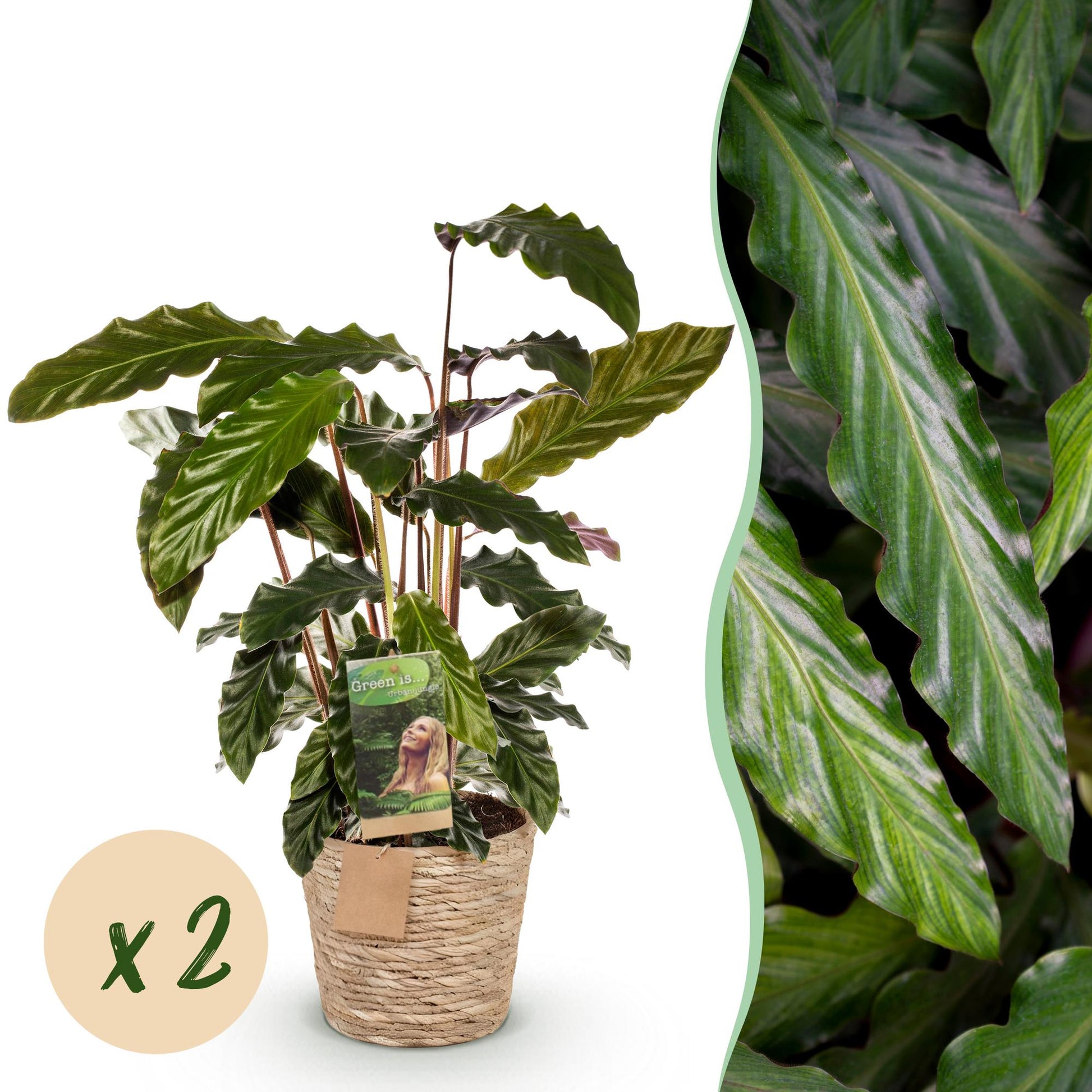 Un Calathea Rufibarba au feuillage ondulé vert foncé, présenté dans un cache-pot en fibres naturelles tressées de 17cm