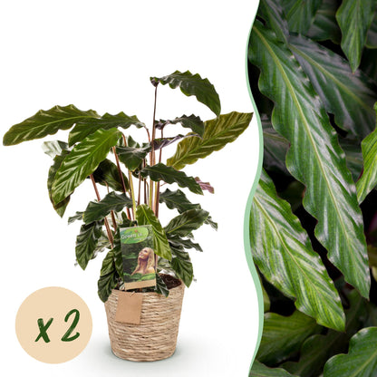 Un Calathea Rufibarba au feuillage ondulé vert foncé, présenté dans un cache-pot en fibres naturelles tressées de 17cm