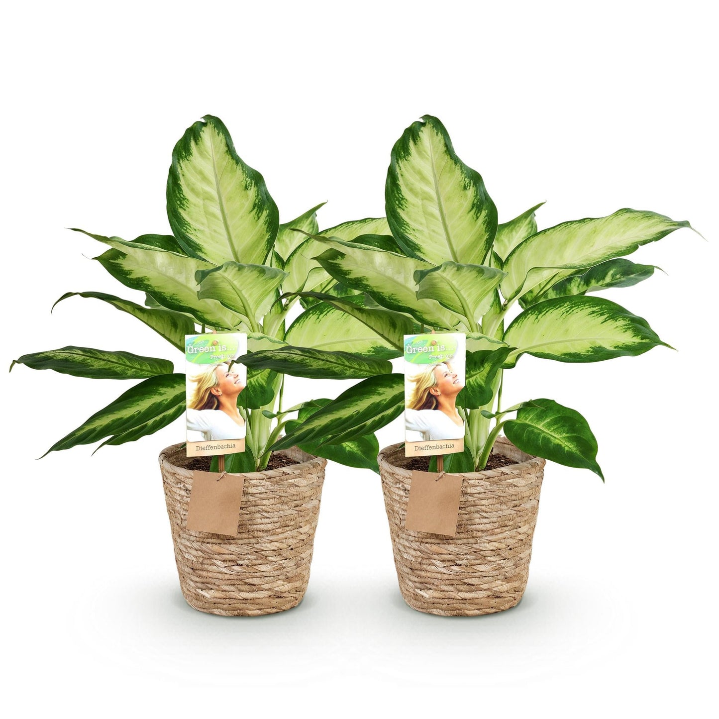 Deux Dieffenbachia aux feuilles vertes bordées de blanc crème et aux pots tressés en fibres naturelles