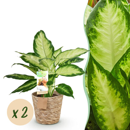 Dieffenbachia Camilla aux larges feuilles vertes et crème panachées, plantée dans un cache-pot tressé en fibre naturelle
