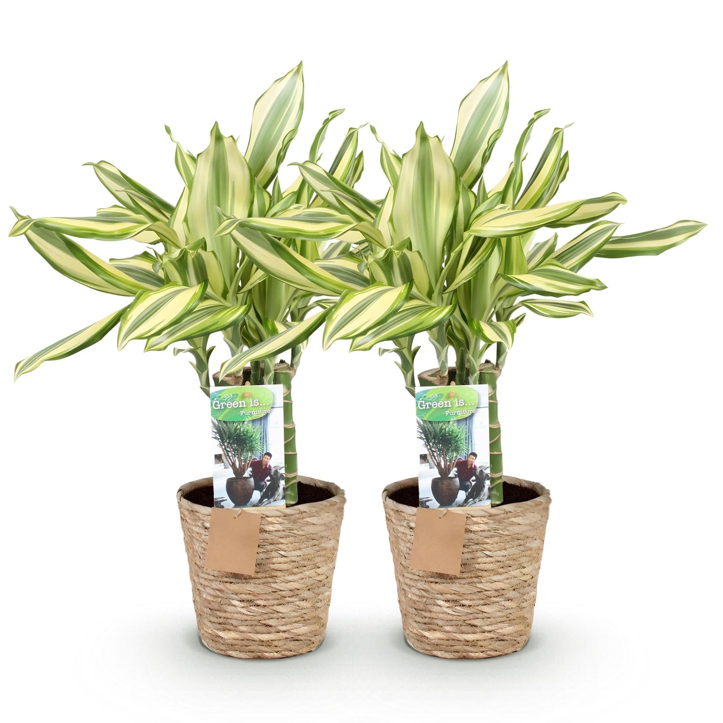 Deux dracaena fragrans Diamond Dream aux feuilles vertes et creme, presentees dans des paniers en osier tresses