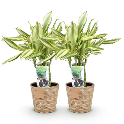 Deux dracaena fragrans Diamond Dream aux feuilles vertes et creme, presentees dans des paniers en osier tresses