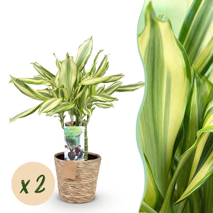 Un Dracaena fragrans Diamond Dream luxuriant dans un cache-pot Panier en fibres naturelles tressées avec des feuilles panachées vertes et