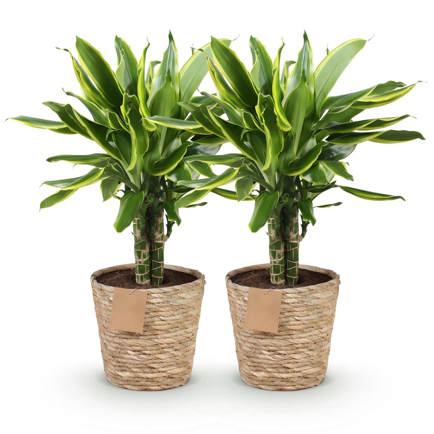 Deux dracaenas fragrans Golden Coast avec un feuillage vert panaché de jaune, dans des paniers en osier