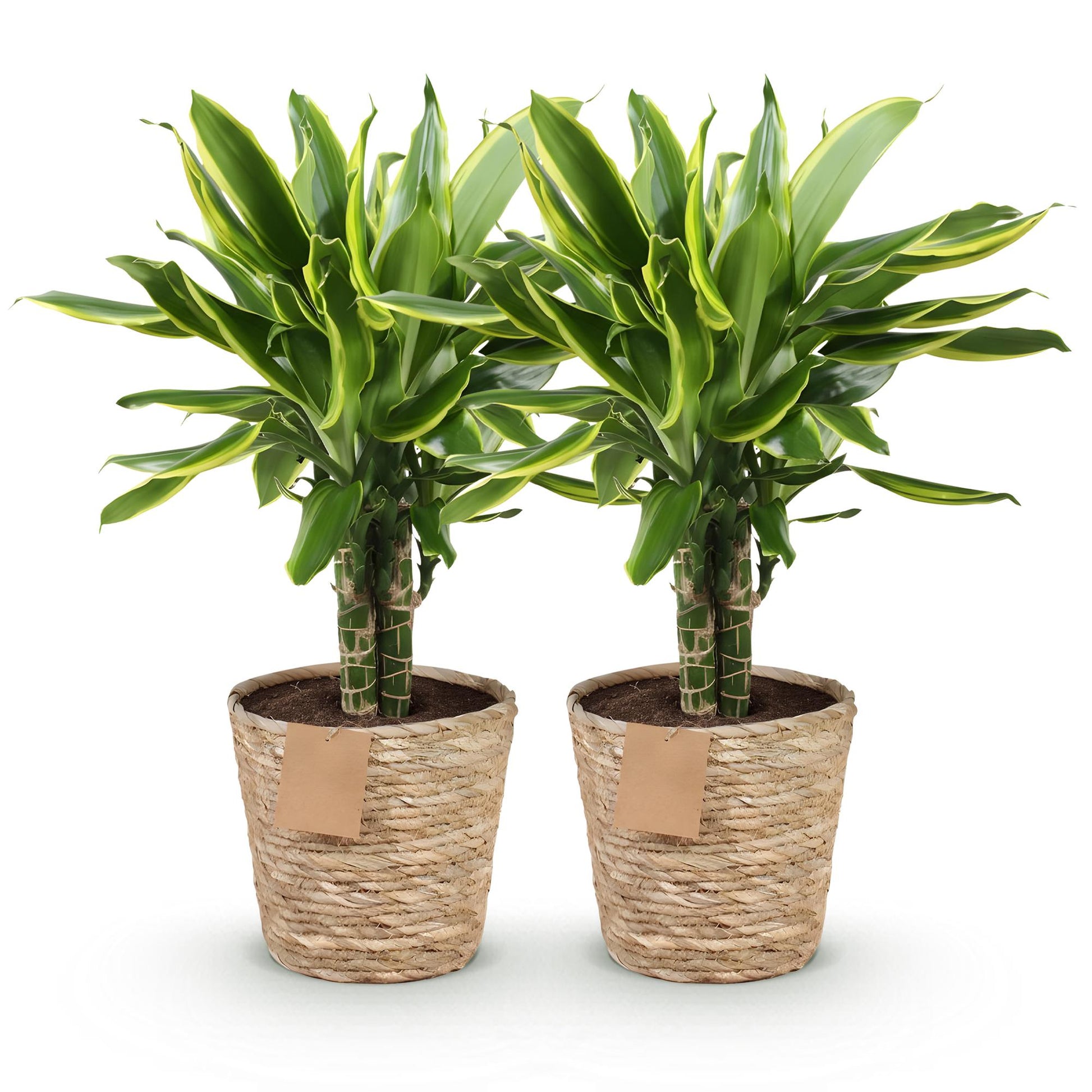 Deux dracaenas fragrans Golden Coast avec un feuillage vert panaché de jaune, dans des paniers en osier